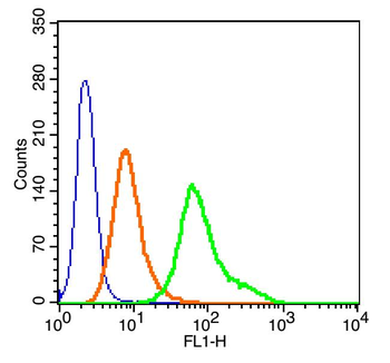 Phospho-SNAIL + SLUG (Ser246) Rabbit Polyclonal Antibody