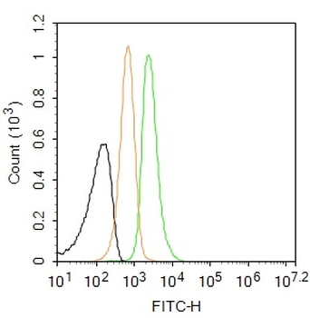 Neutrophil Elastase Rabbit Polyclonal Antibody (BF488)