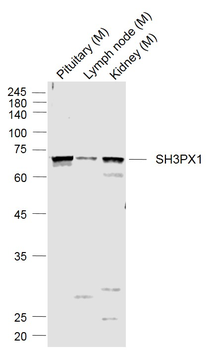 SH3PX1 Rabbit Polyclonal Antibody