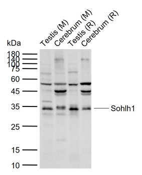 Sohlh1 Rabbit Polyclonal Antibody