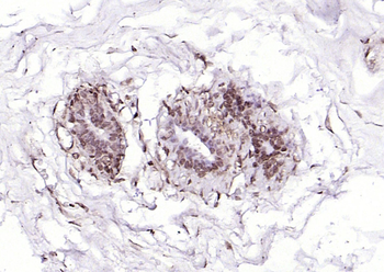 SOX4 Rabbit Polyclonal Antibody