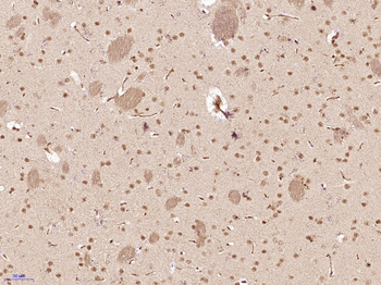 SOX4 Rabbit Polyclonal Antibody