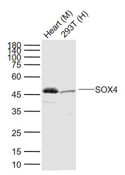 SOX4 Rabbit Polyclonal Antibody
