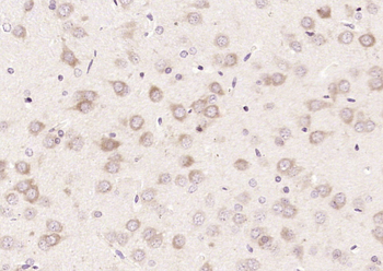 SPG3A Rabbit Polyclonal Antibody