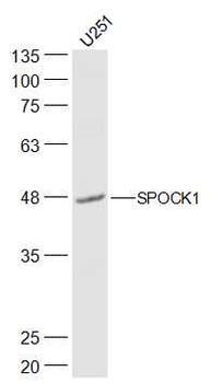 SPOCK1 Rabbit Polyclonal Antibody