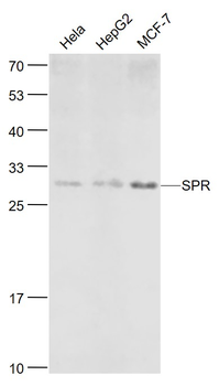 SPR Rabbit Polyclonal Antibody
