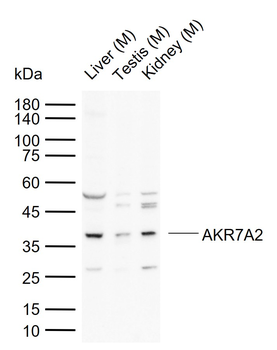 AKR7A2 Rabbit Polyclonal Antibody