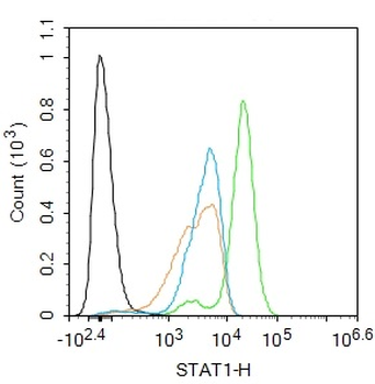 STAT1 Rabbit Polyclonal Antibody