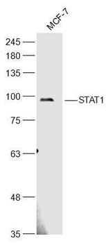 STAT1 Rabbit Polyclonal Antibody