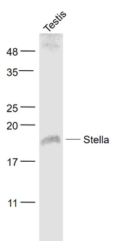 Stella Rabbit Polyclonal Antibody