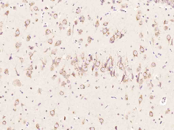 Synapsin III Rabbit Polyclonal Antibody