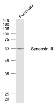 Synapsin III Rabbit Polyclonal Antibody