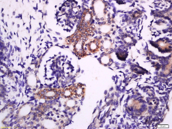 Phospho-Syntaxin 1a (Ser188) Rabbit Polyclonal Antibody