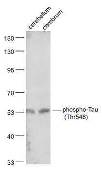 Phospho-Tau (Thr548) Rabbit Polyclonal Antibody