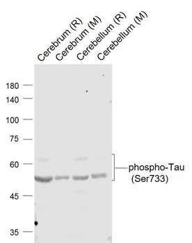 Phospho-Tau (Ser733) Rabbit Polyclonal Antibody
