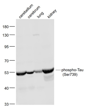 Phospho-Tau (Ser739) Rabbit Polyclonal Antibody
