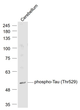 Phospho-Tau (Thr529) Rabbit Polyclonal Antibody