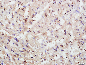 TAZ Rabbit Polyclonal Antibody
