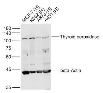 Thyroid peroxidase Rabbit Polyclonal Antibody