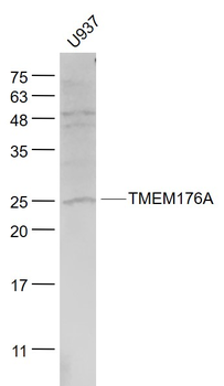 TMEM176A Rabbit Polyclonal Antibody