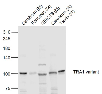 TRA1 variant Rabbit Polyclonal Antibody
