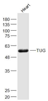 ASPSCR1 Rabbit Polyclonal Antibody