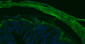 Alpha smooth muscle Actin Mouse Monoclonal Antibody (BF488)