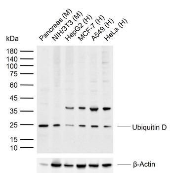 Ubiquitin D Rabbit Polyclonal Antibody