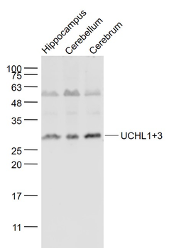 UCHL1+3 Rabbit Polyclonal Antibody