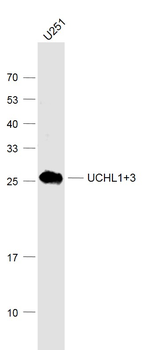 UCHL1+3 Rabbit Polyclonal Antibody