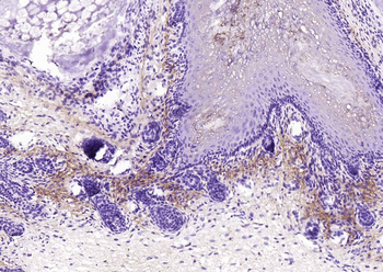 UCMA Rabbit Polyclonal Antibody
