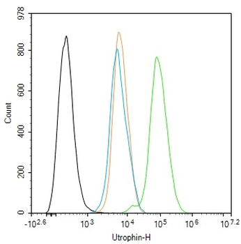 Utrophin Rabbit Polyclonal Antibody