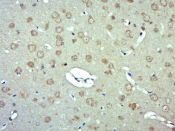 Phospho-VAV3 (Tyr141) Rabbit Polyclonal Antibody