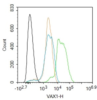 VAX1 Rabbit Polyclonal Antibody