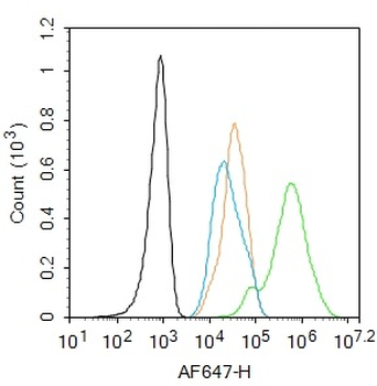 VAX1 Rabbit Polyclonal Antibody
