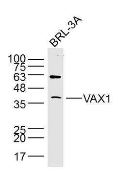 VAX1 Rabbit Polyclonal Antibody