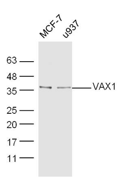 VAX1 Rabbit Polyclonal Antibody