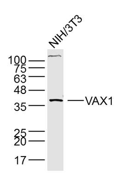 VAX1 Rabbit Polyclonal Antibody