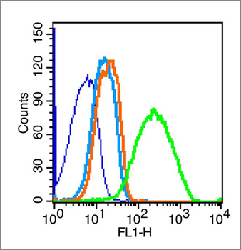 VE Cadherin Rabbit Polyclonal Antibody