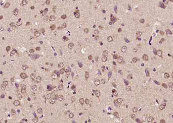 VGF Rabbit Polyclonal Antibody