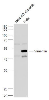 Vimentin Rabbit Polyclonal Antibody