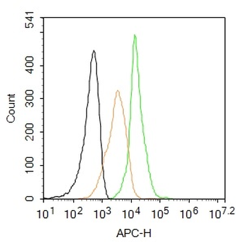 Phospho-AMPK alpha-2 (Thr172) Rabbit Polyclonal Antibody (BF647)