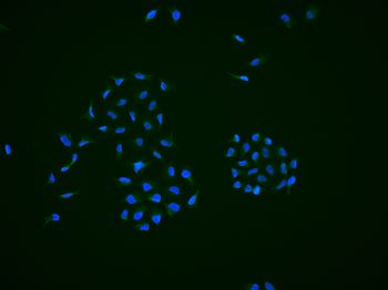 Phospho-ZCWCC1 (Ser739) Rabbit Polyclonal Antibody
