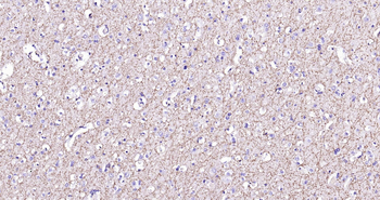 MBP Ready-To-Use IHC Kit