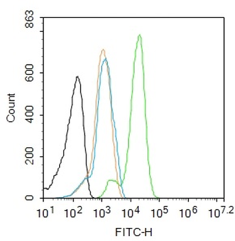 KLF4 Rabbit Polyclonal Antibody
