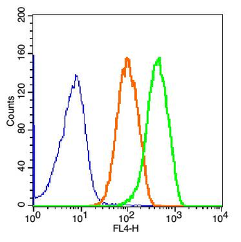 KLF4 Rabbit Polyclonal Antibody