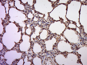 KLF4 Rabbit Polyclonal Antibody