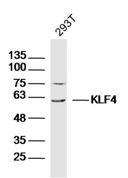 KLF4 Rabbit Polyclonal Antibody