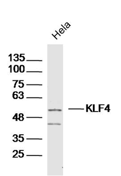 KLF4 Rabbit Polyclonal Antibody