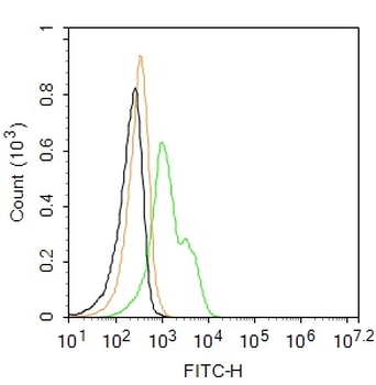 Arginase 1 Rabbit Polyclonal Antibody (BF488)